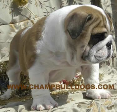 English bulldog puppies images